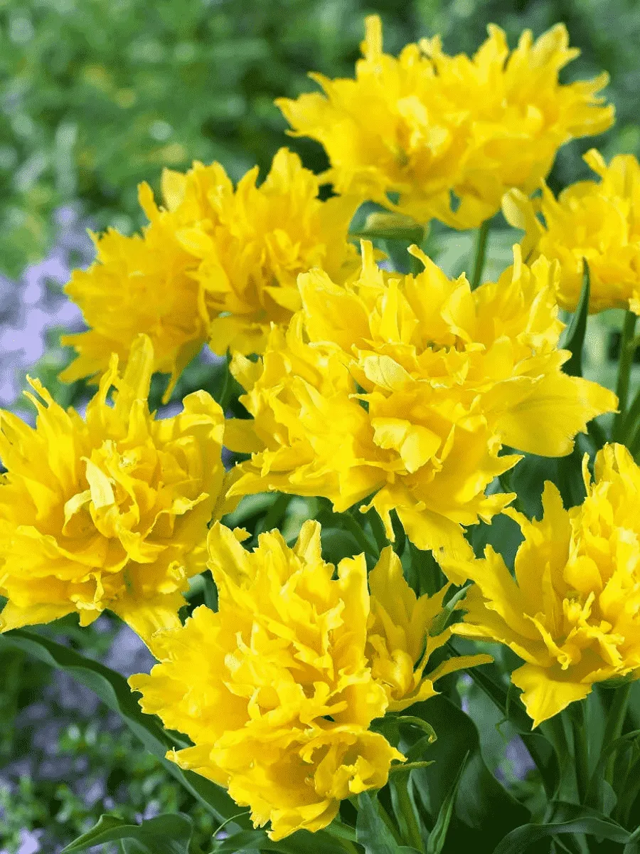 Тюльпан Monte Spider