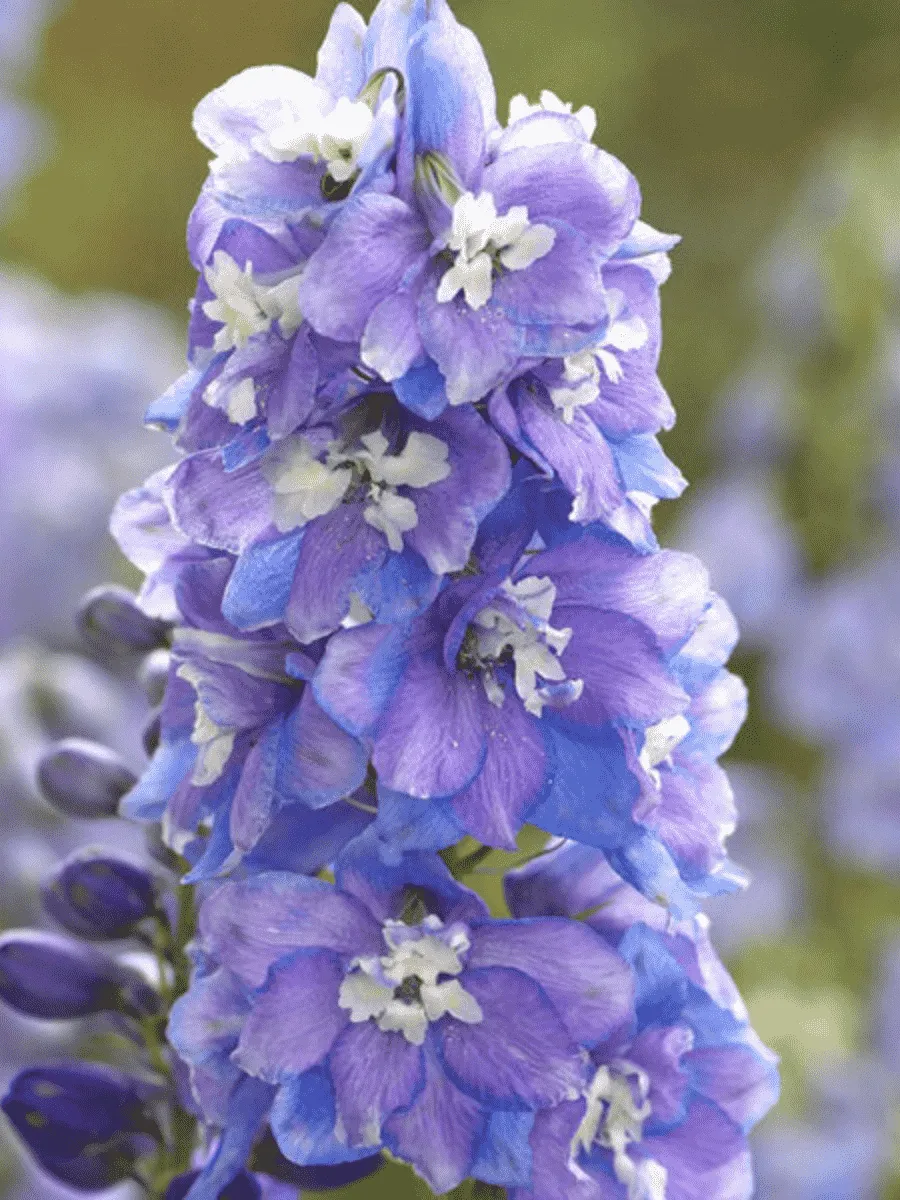 Дельфиниум  Guardian Lavender