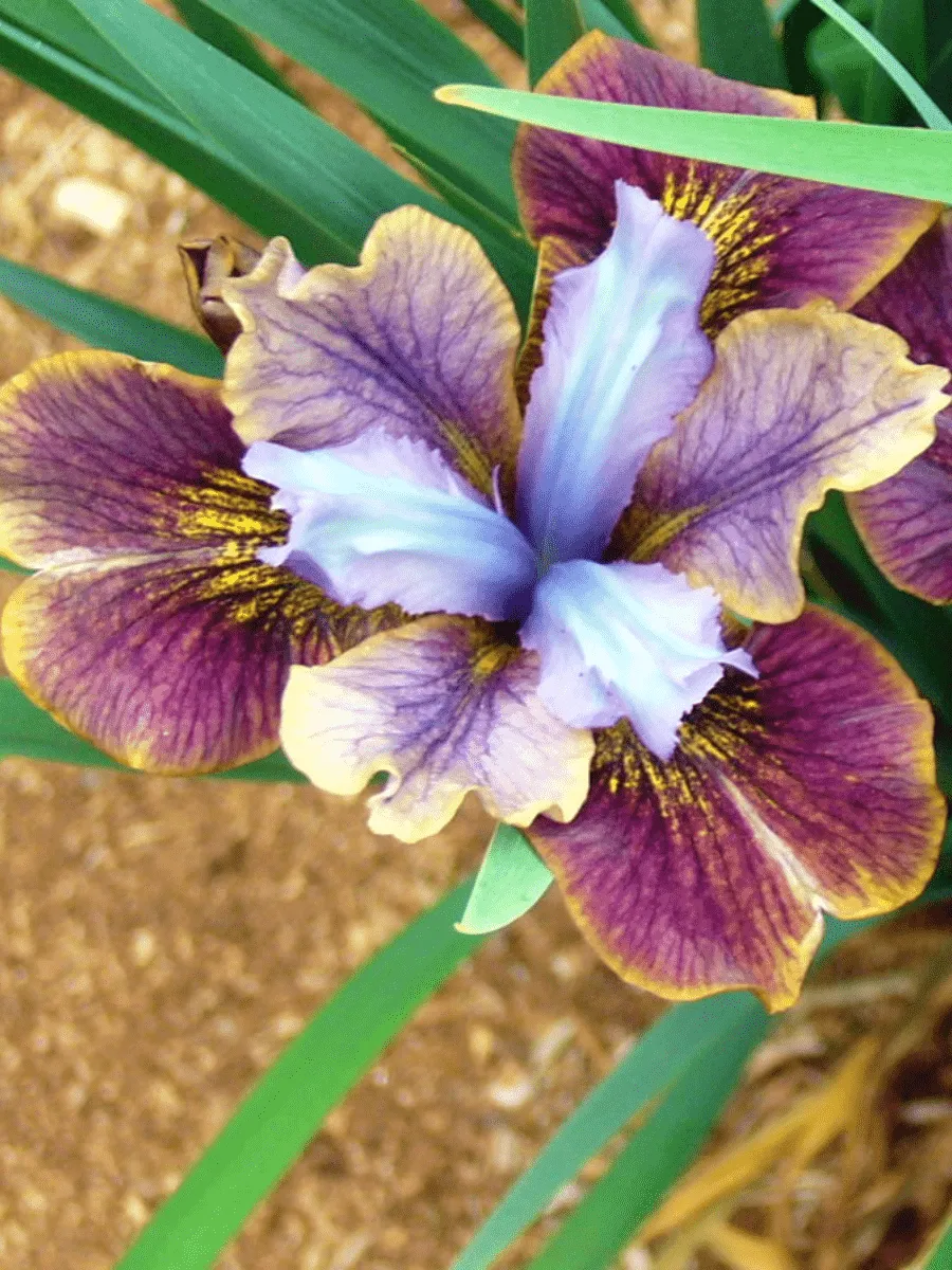 Ирис сибирский Black Joker