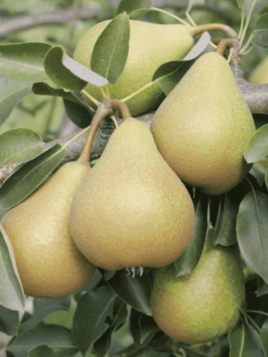 Груша Кокинская Груша Кокинская