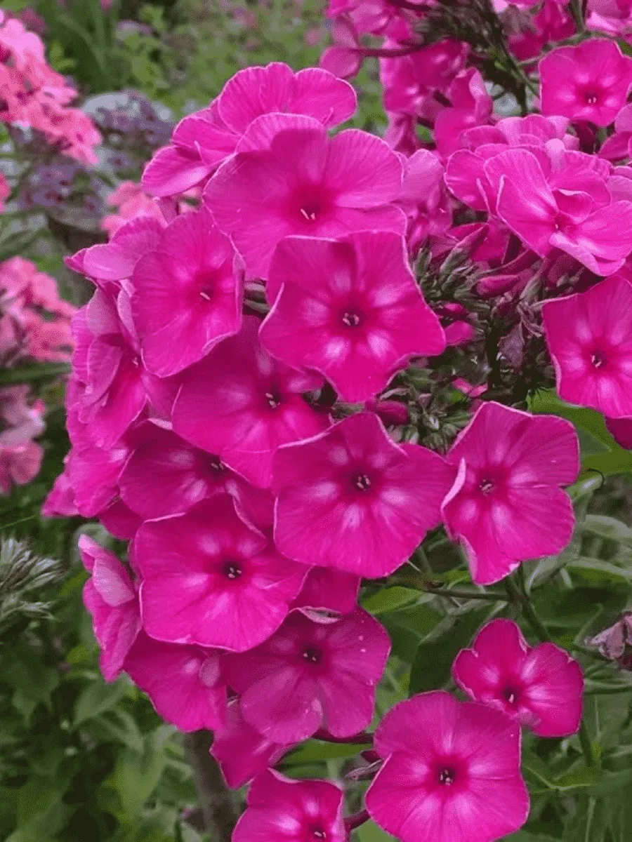 Флокс метельчатый Автограф