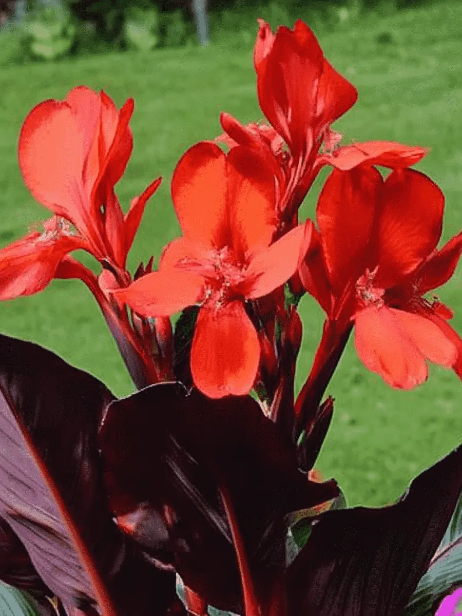 Канна  Black Knight