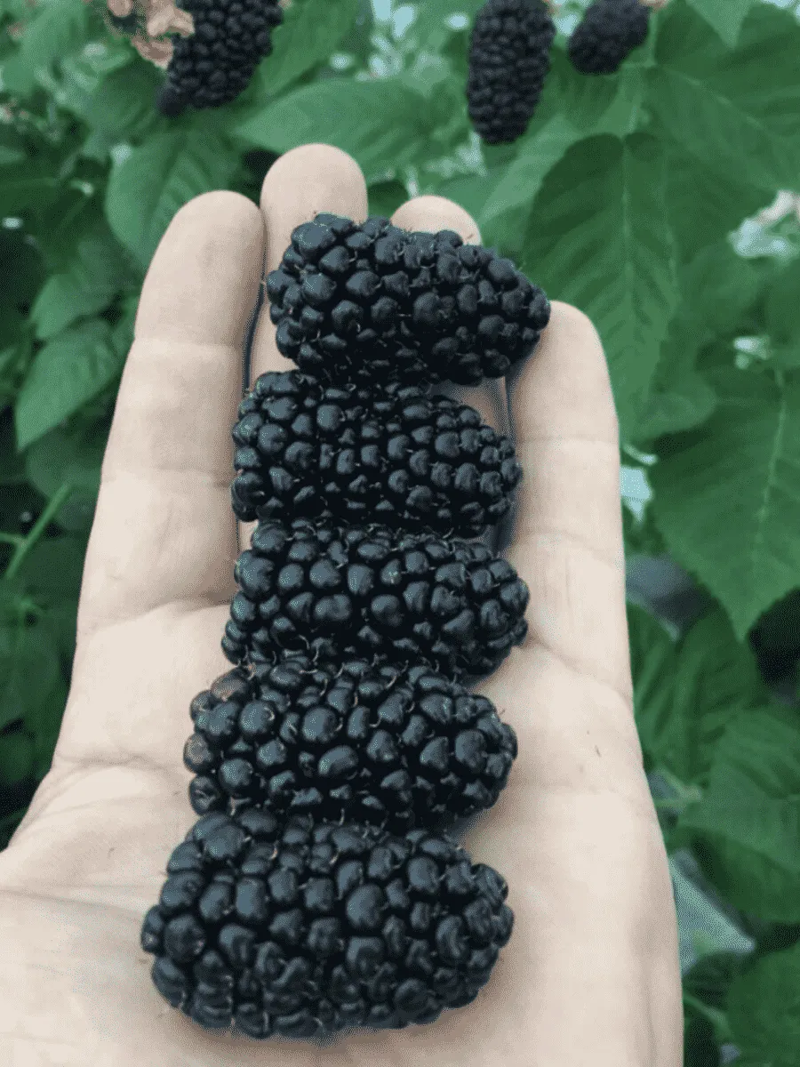 Ежевика Stark Black Gem