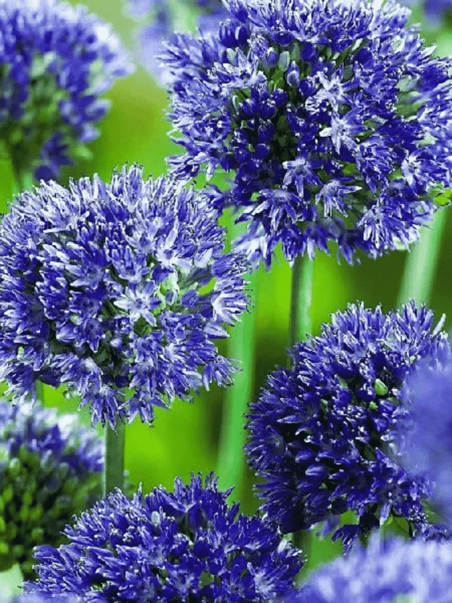 Лук декоративный Azureum Лук декоративный Azureum