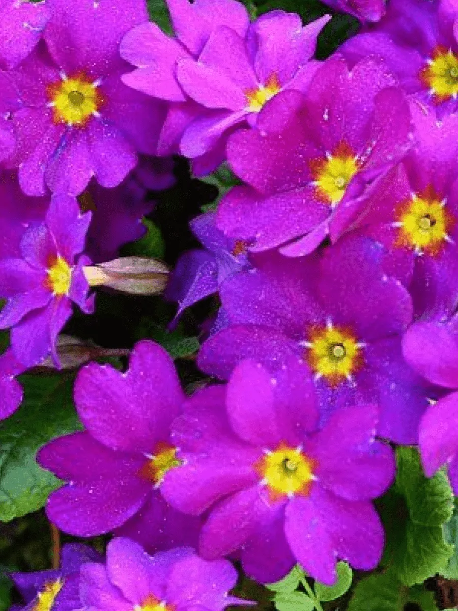 Примула Wanda Gelb