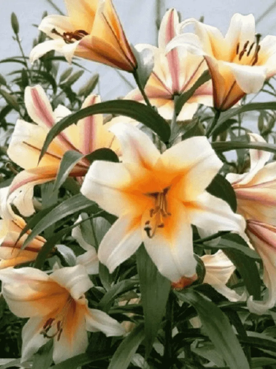 Лилия Miss Peculiar