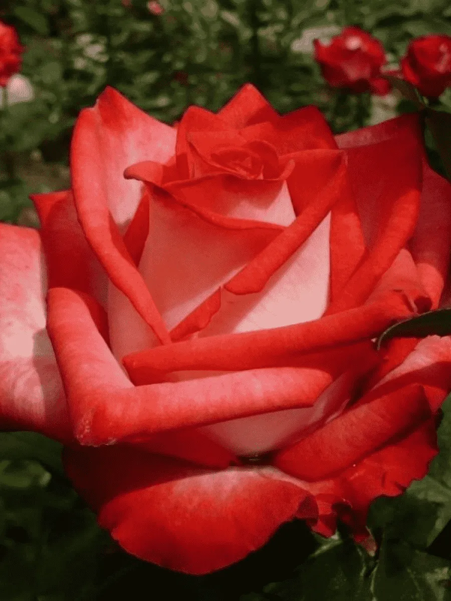 Роза чайно-гибридная Blush