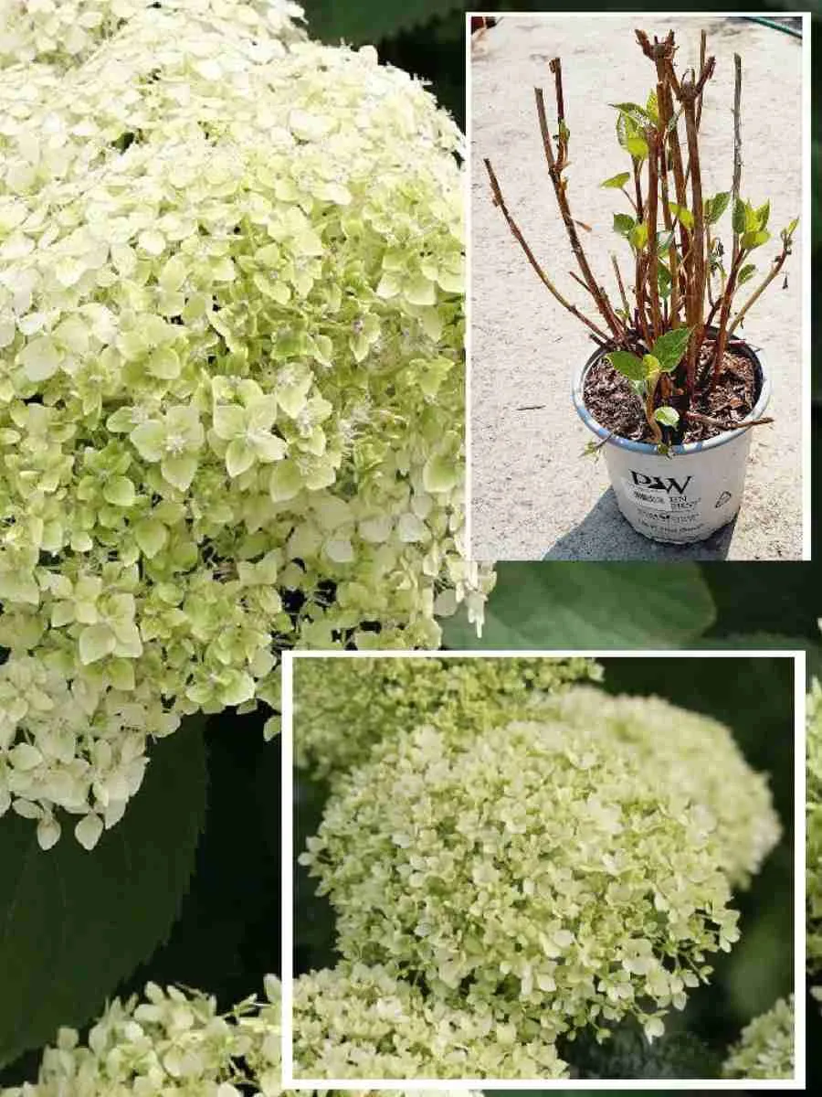 Гортензия древовидная Bella Ragazza Limetta