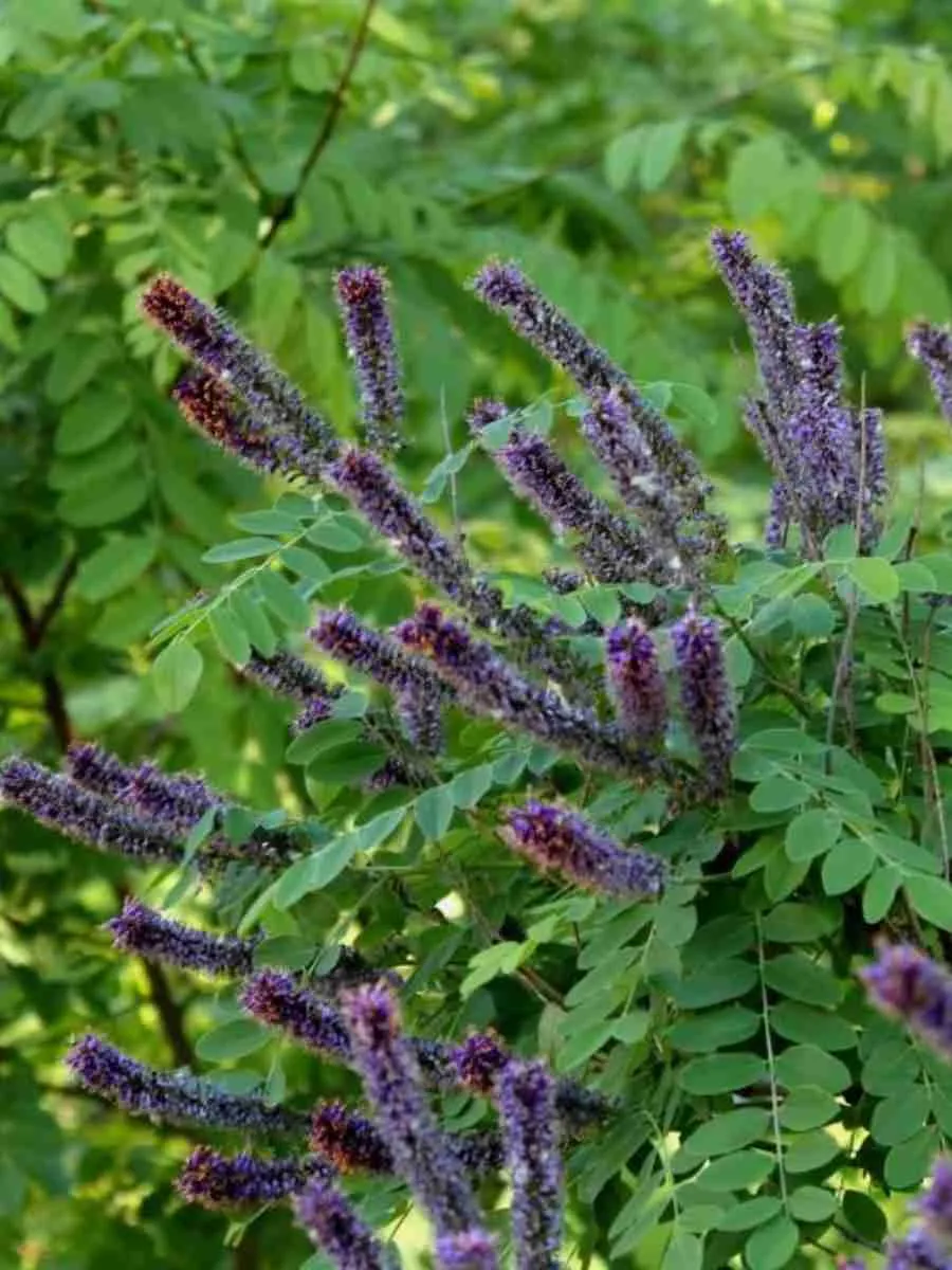 Аморфа седоватая