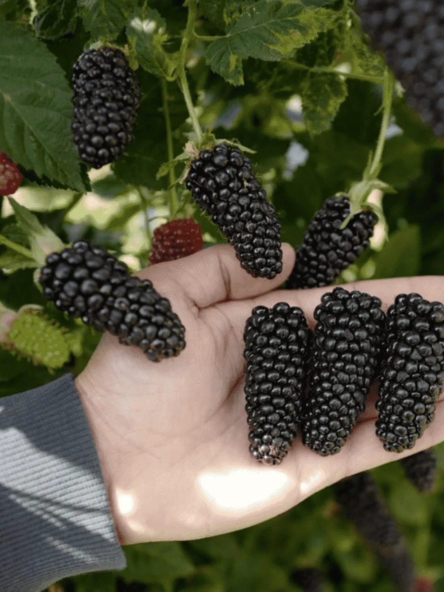 Ежевика садовая Karaka Black Ежевика садовая Karaka Black