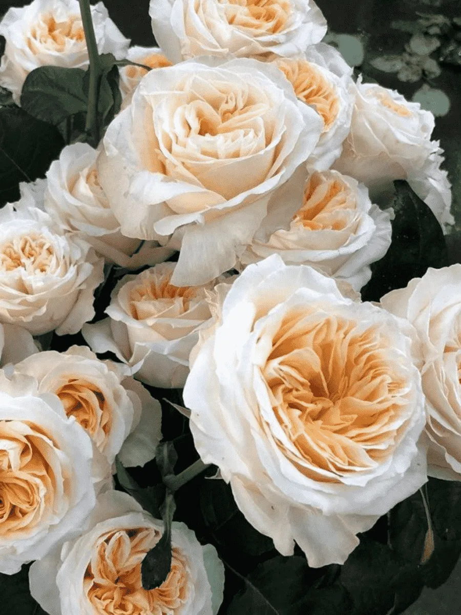 Роза Чайно-гибридная Victoria Peach