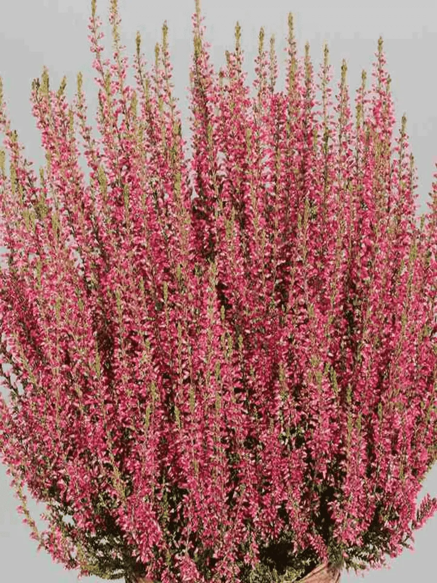 Вереск обыкновенный