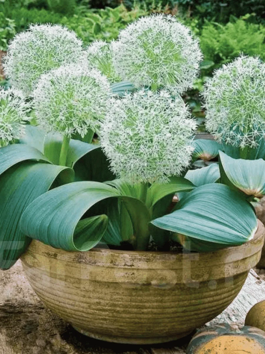 Лук декоративный Ivory Queen Лук декоративный Ivory Queen