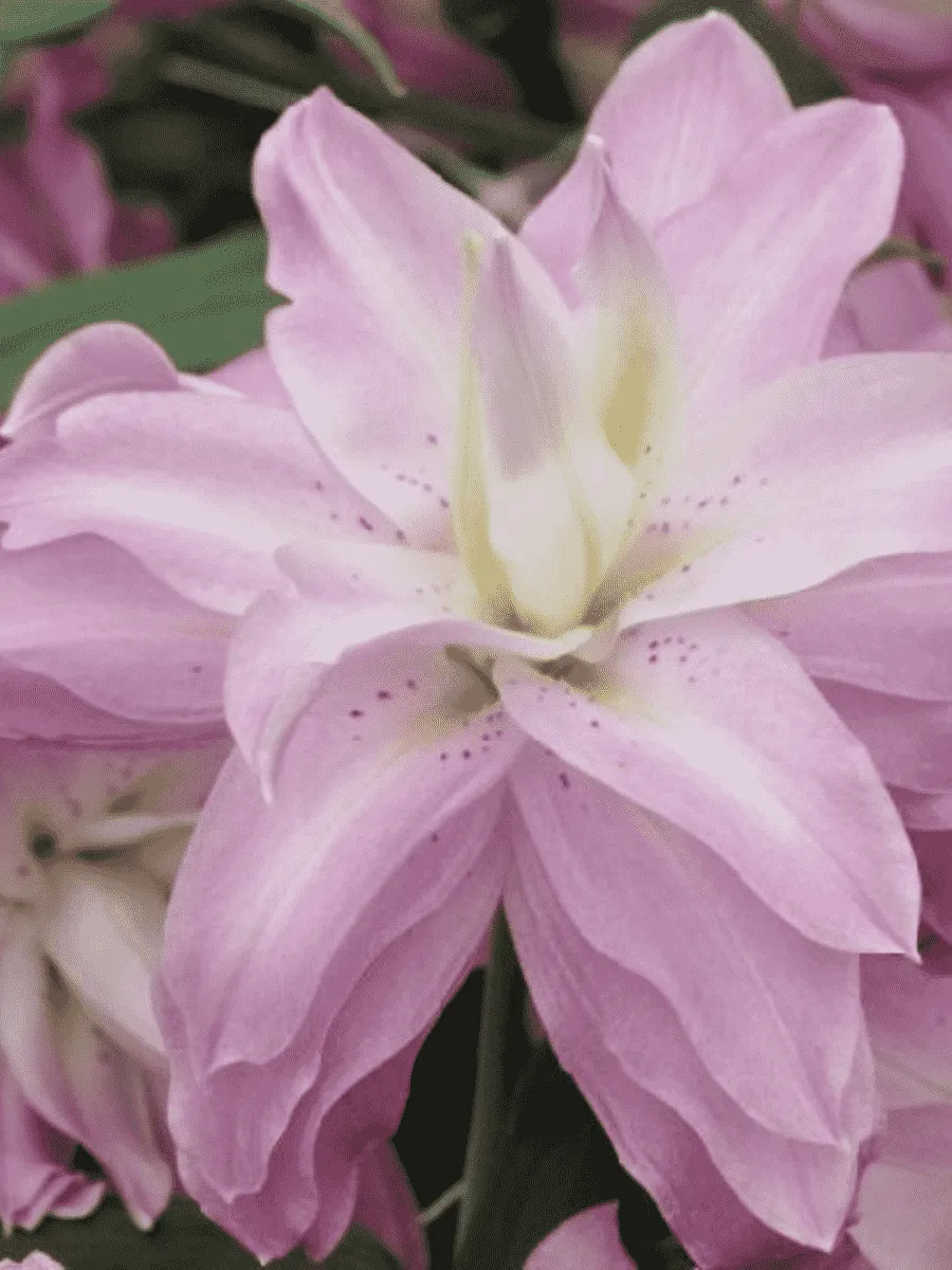 Лилия Magic Princess