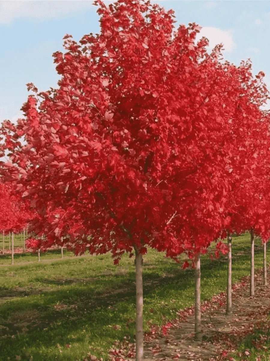 Клен красный Red Sunset