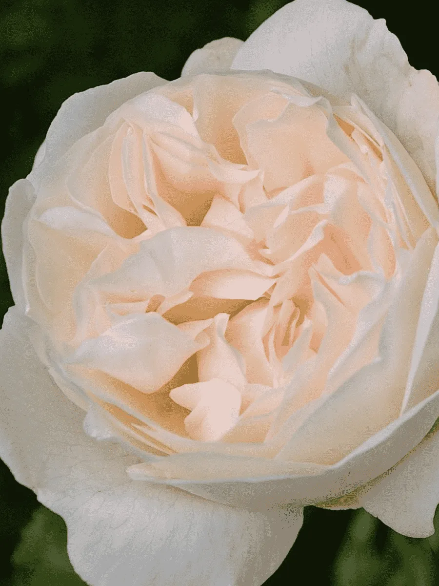 Роза Английская кустовая Winchester Cathedral