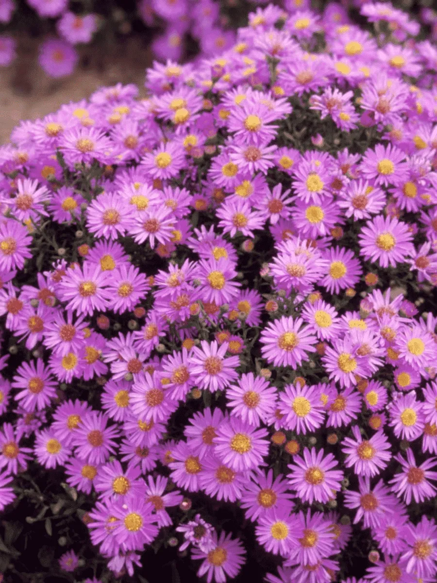 Астра кустарниковая Wood's Purple