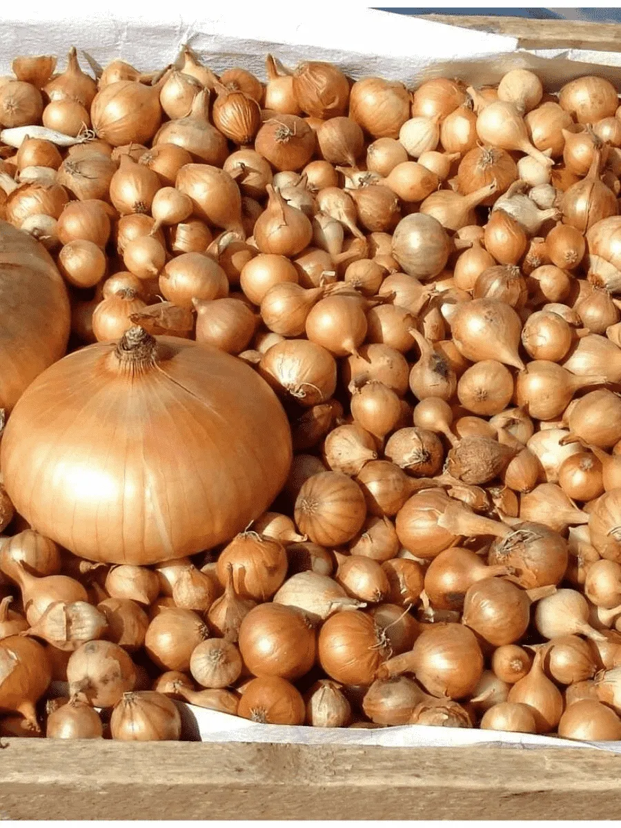 Лук-севок Штутгартер Ризен Лук-севок Штутгартер Ризен