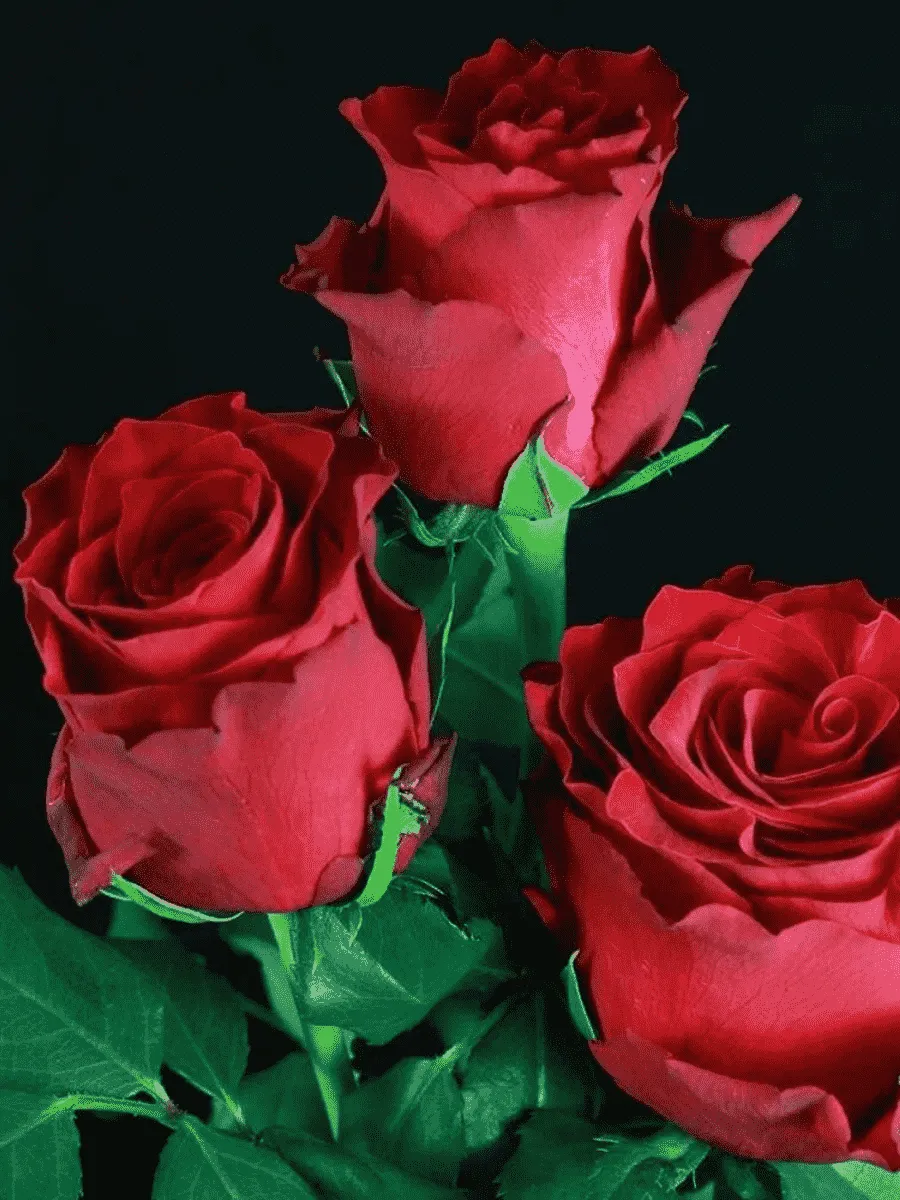 Роза чайно-гибридная Rhodos