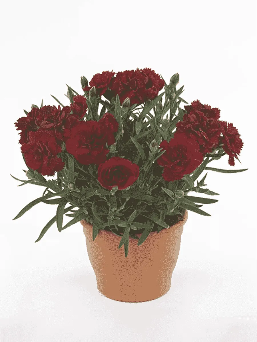 Гвоздика Colores Sangre Гвоздика Colores Sangre