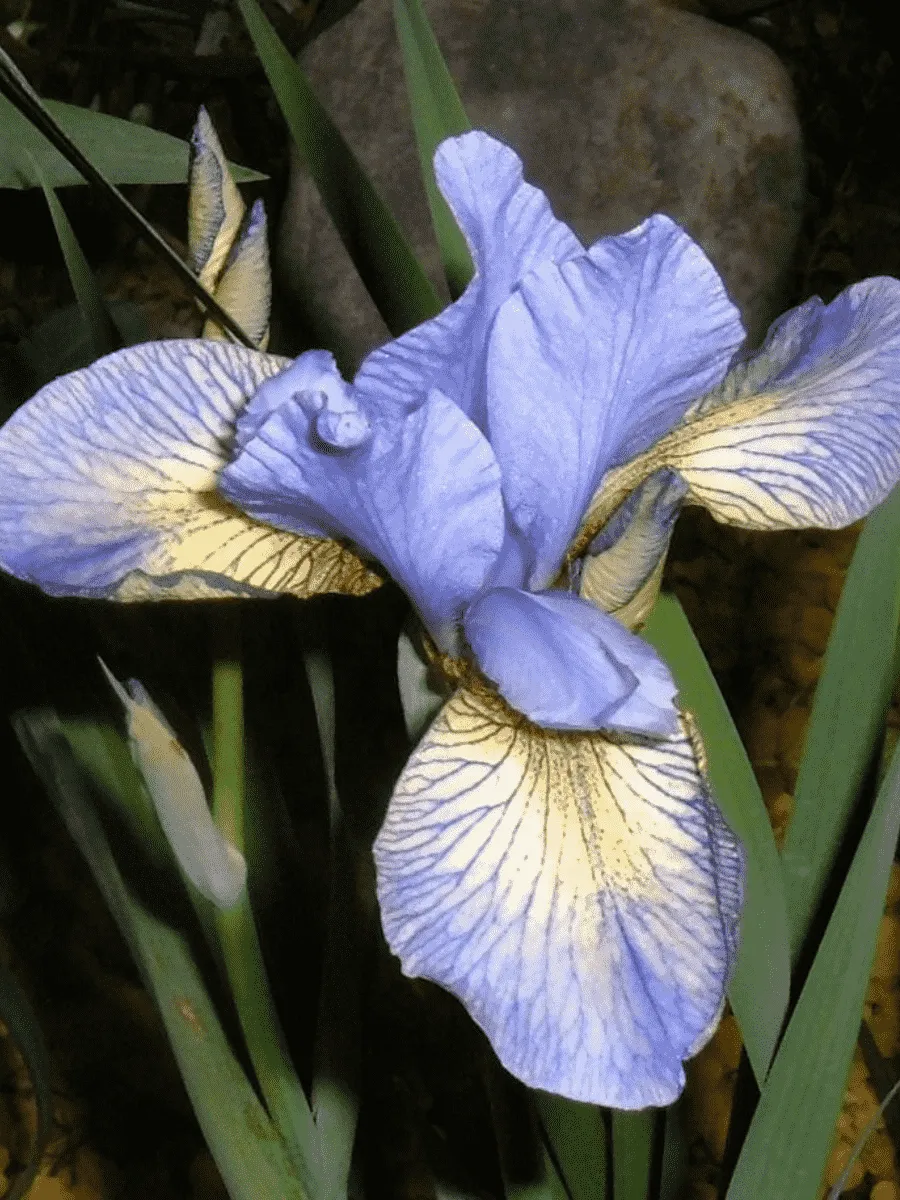 Ирис сибирский Banish Misfortune