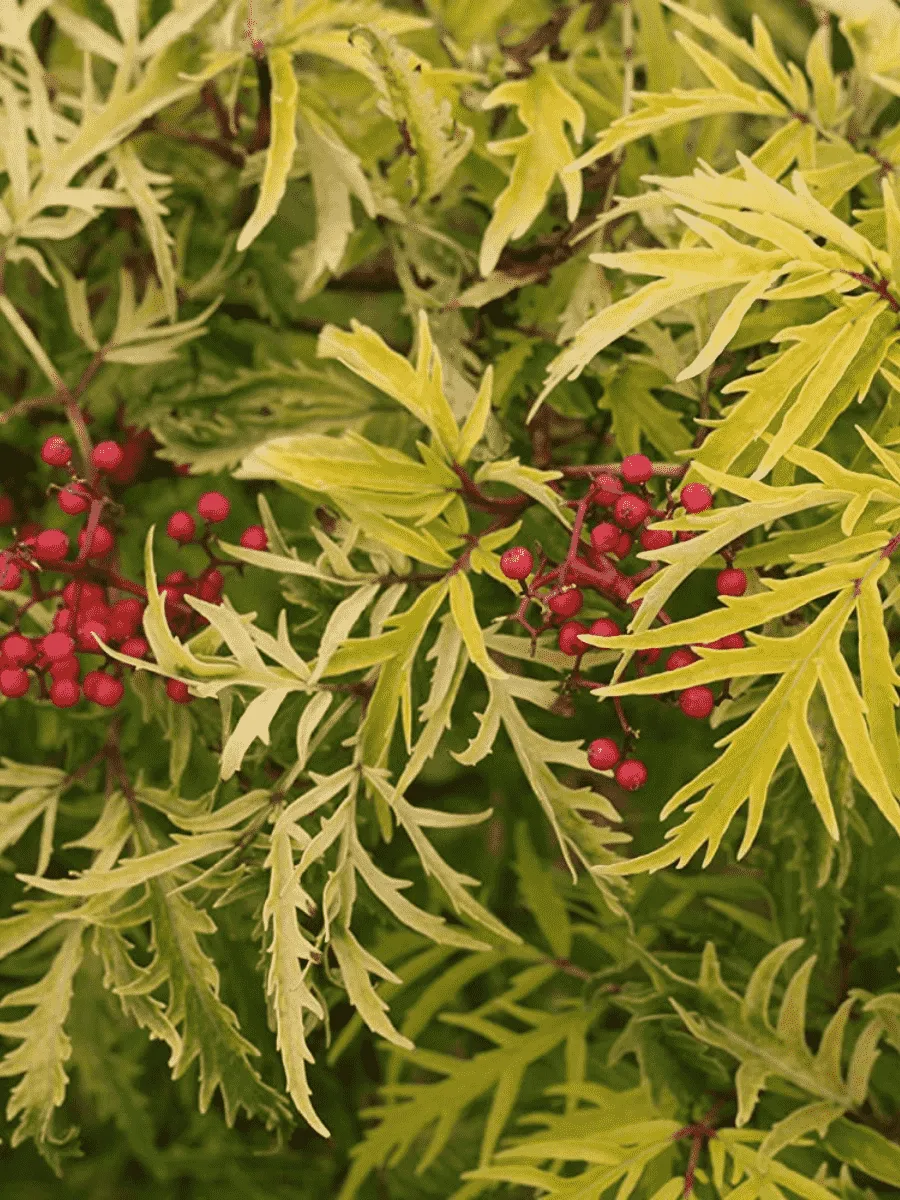 Бузина красная Plumosa Aurea Бузина красная Plumosa Aurea