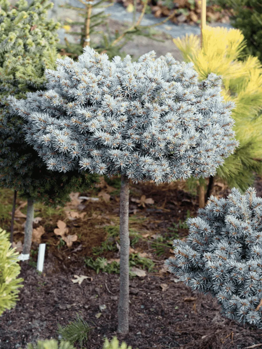 Ель колючая Blaukissen штамб 40-60см Ель колючая Blaukissen штамб 40-60см