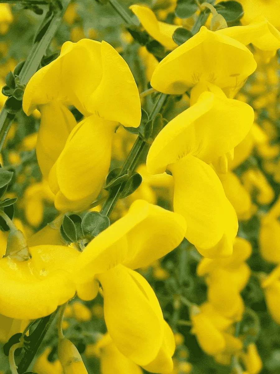 Ракитник венечный Vanesse