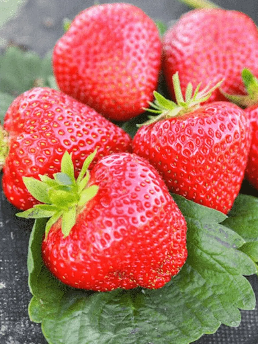 Земляника садовая Априка Земляника садовая Априка