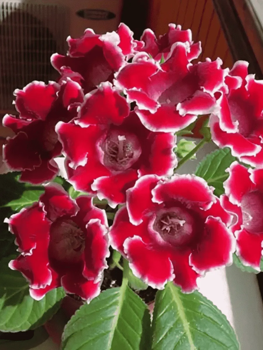 Глоксиния Avanti Red/ White Edge