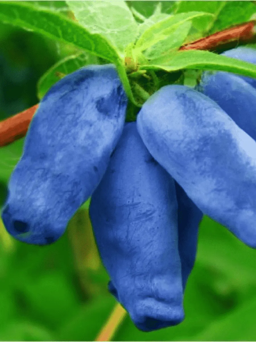 Жимолость плодовая Зойка Жимолость плодовая Зойка