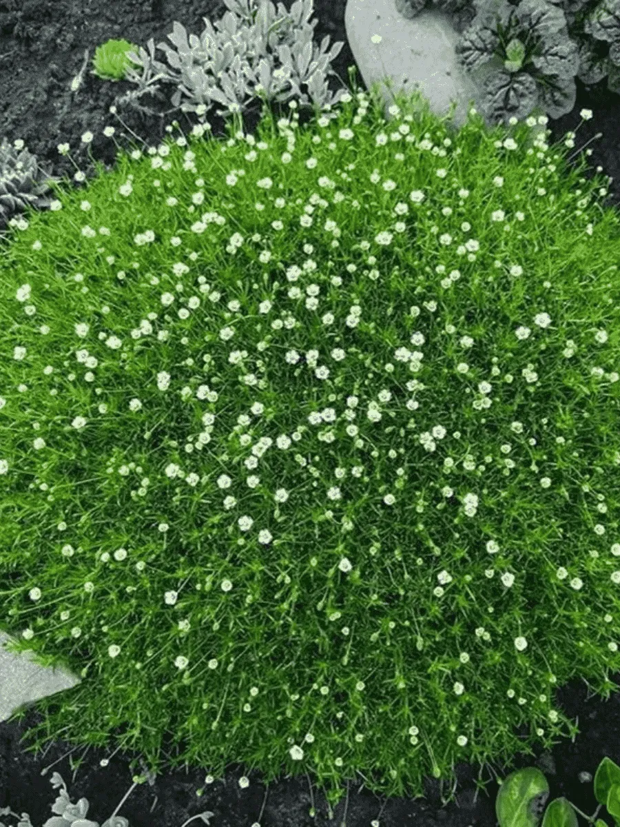 Мшанка Мшанка