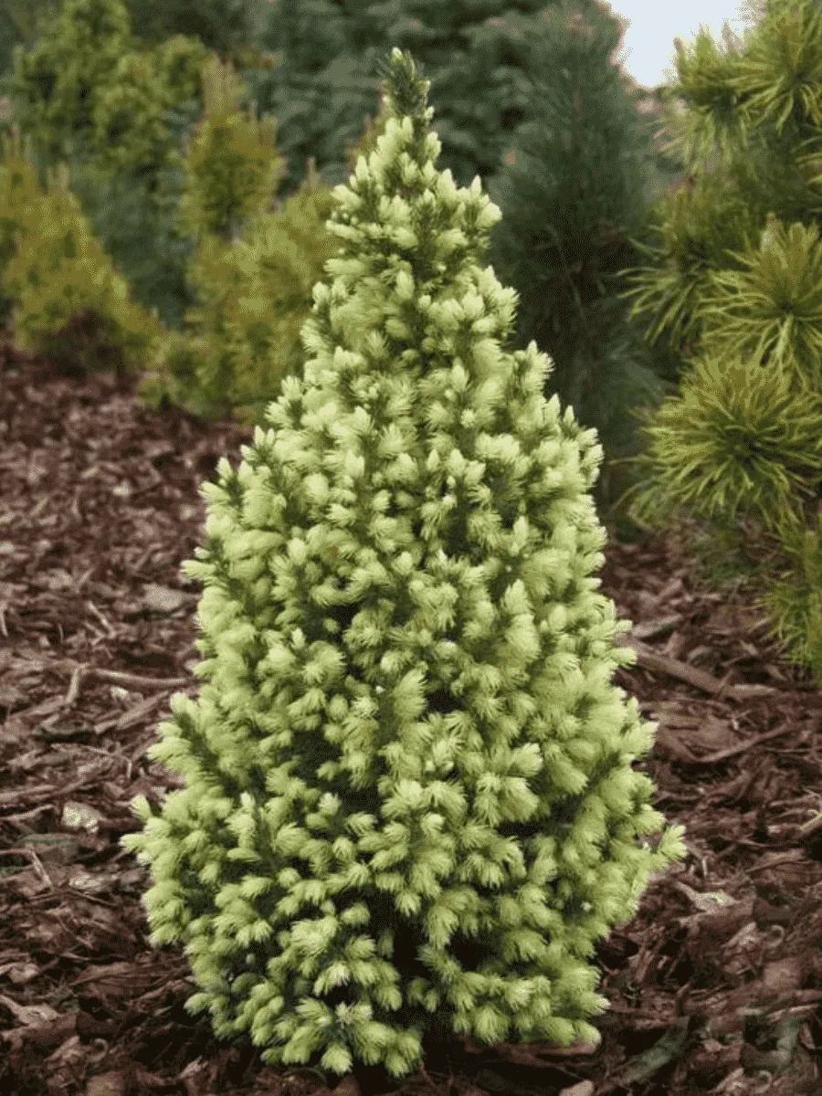 Ель канадская Sun on the Sky Ель канадская Sun on the Sky