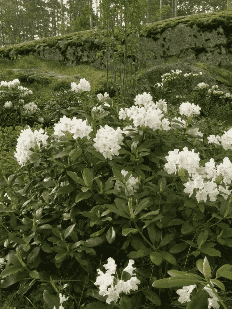 Рододендрон катевбинский Cunningham`s White