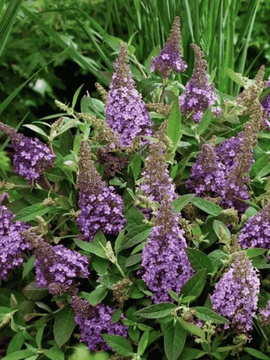 Буддлея давида   Butterfly Candy® Lila Sweetheart