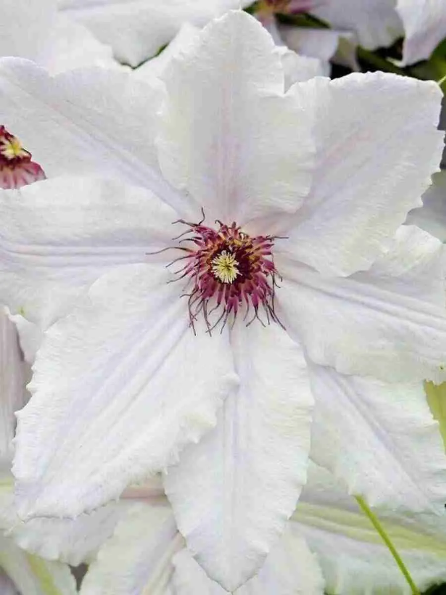 Клематис Snow Queen Клематис Snow Queen