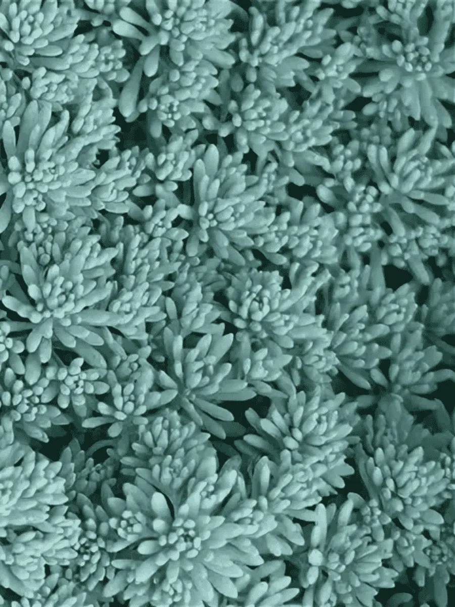 Очиток испанский Blue Carpet