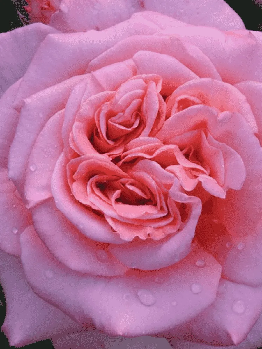 Роза чайно-гибридная Ashley