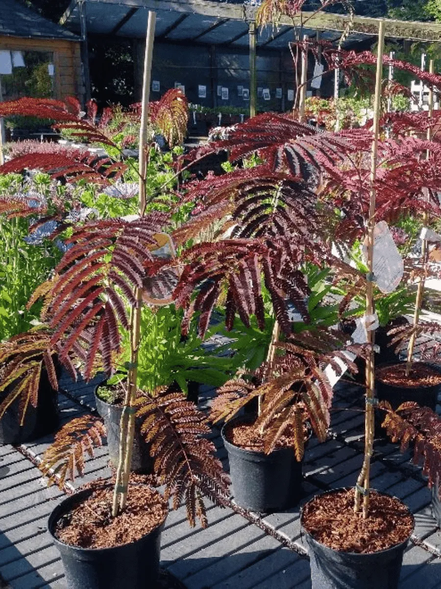 Альбиция ленкоранская Summer chocolate Альбиция ленкоранская Summer chocolate