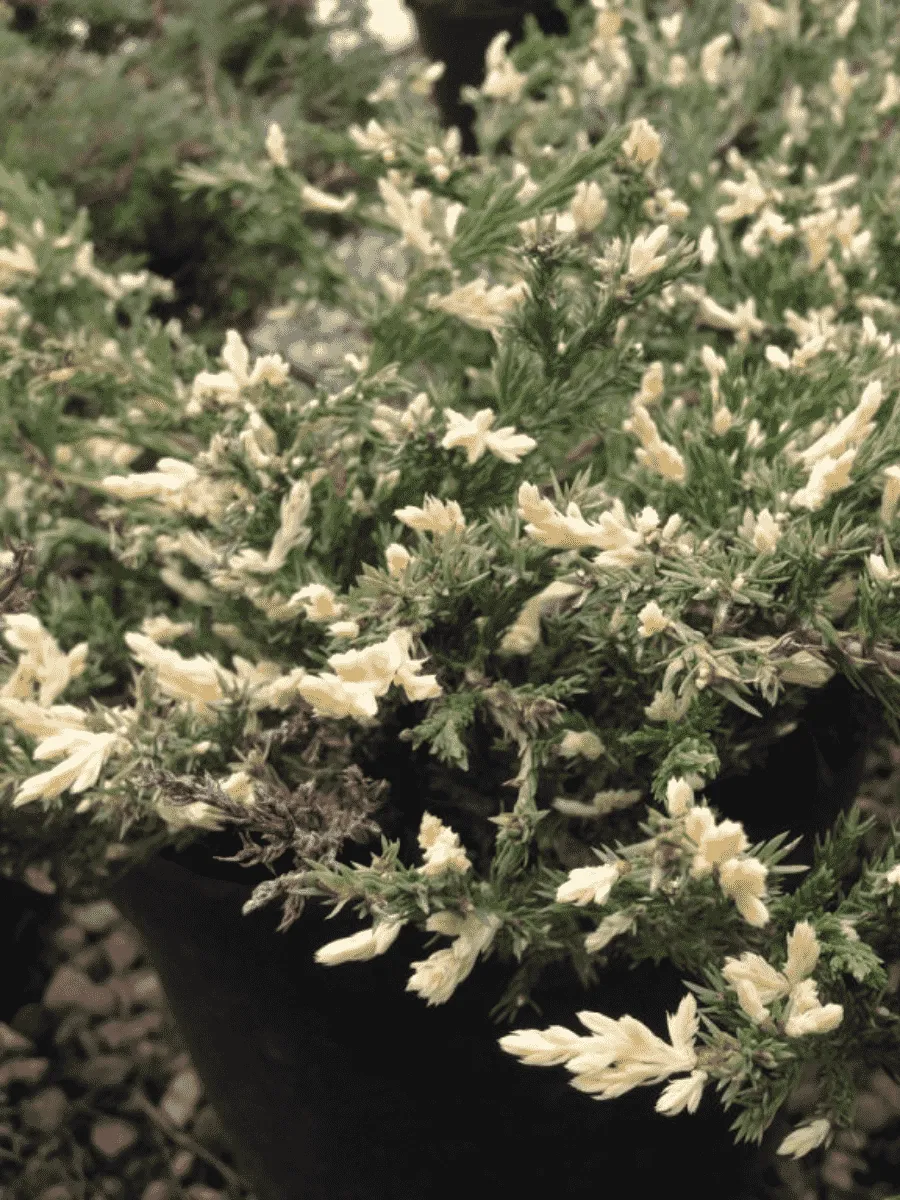Можжевельник горизонтальный Variegata Можжевельник горизонтальный Variegata