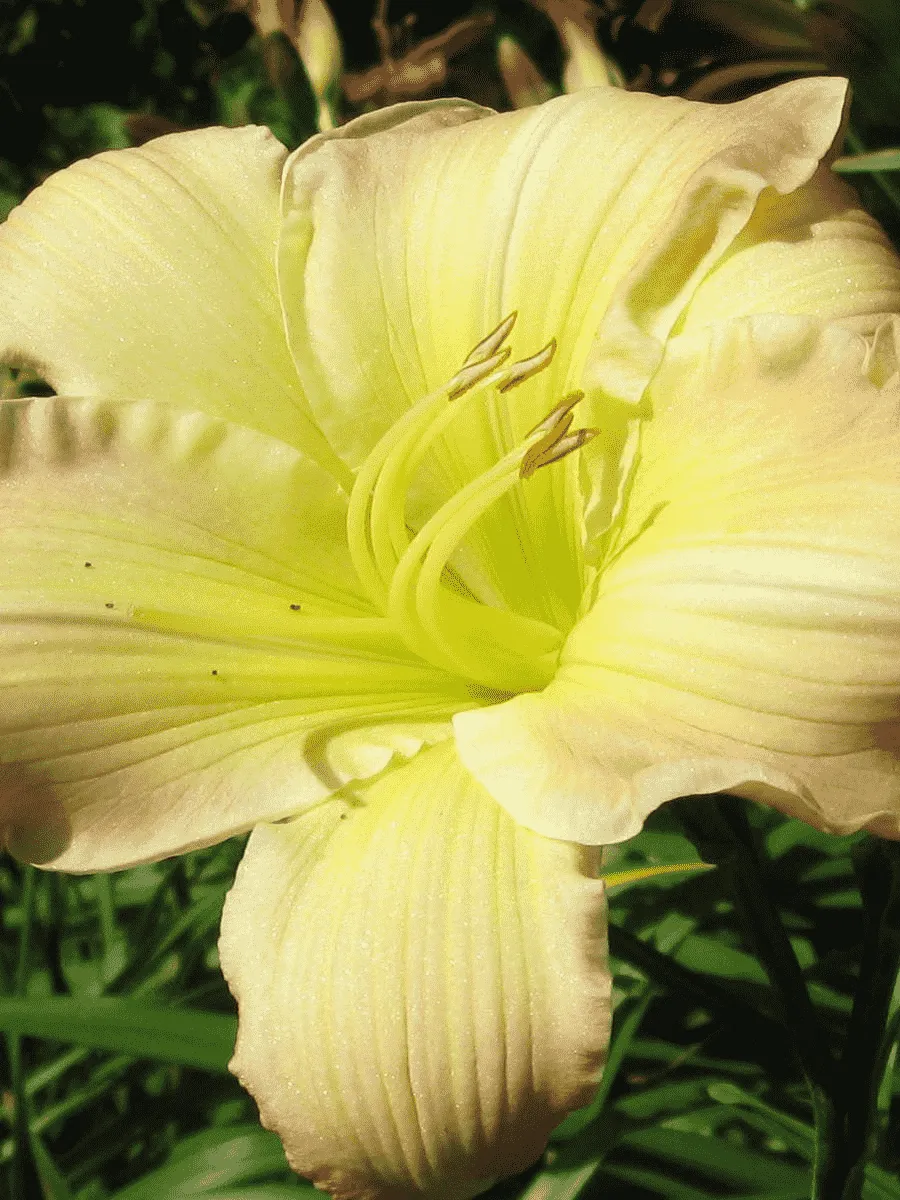 Лилейник Big Smile