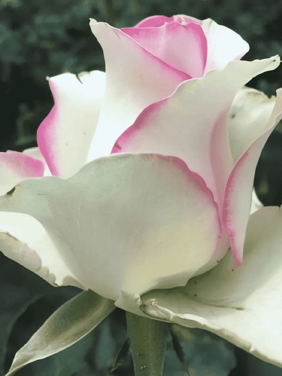 Роза чайно-гибридная  Waltz Meilland