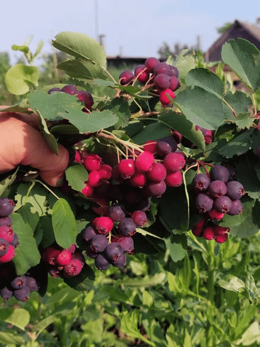 Ирга канадская Martin Ирга канадская Martin