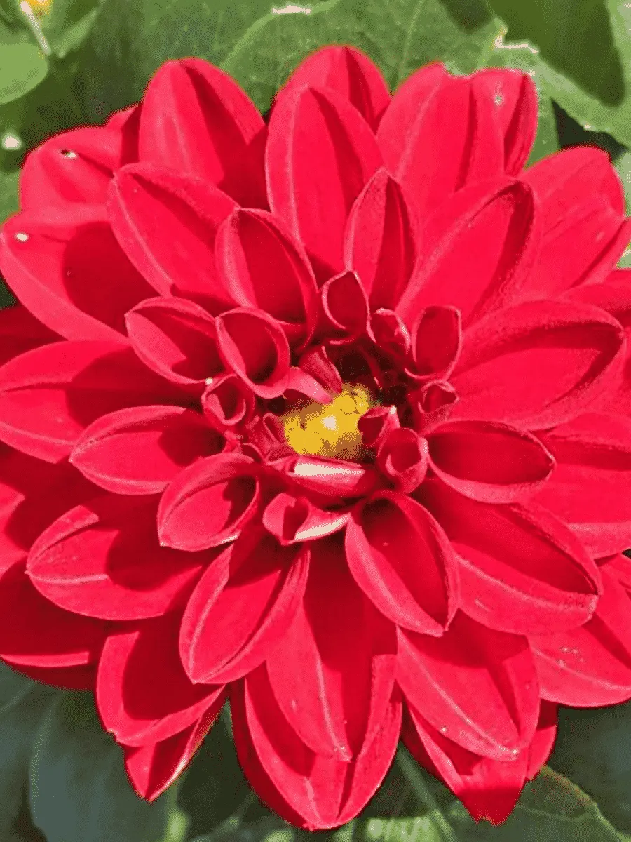 Георгин Dahlietta Select Tessy