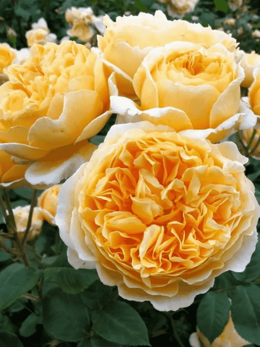 Роза Английская кустовая Beatrice