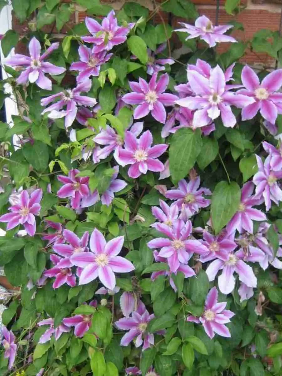 Клематис гибридный Doctor Ruppel