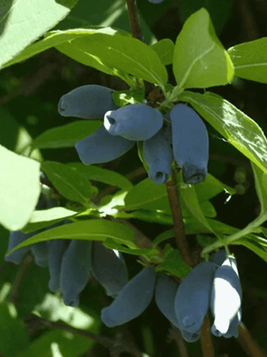Жимолость Синичка Жимолость Синичка