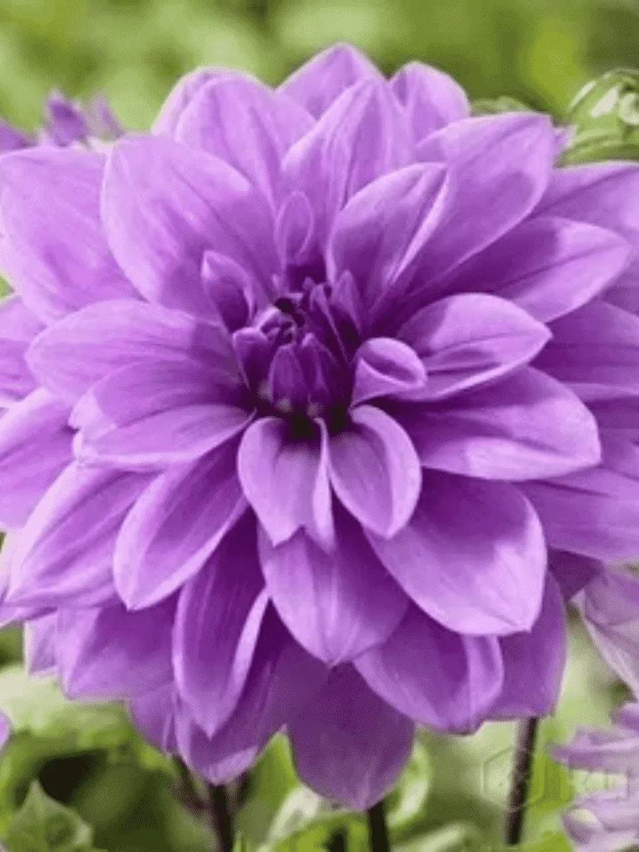 Георгина Lilac Time