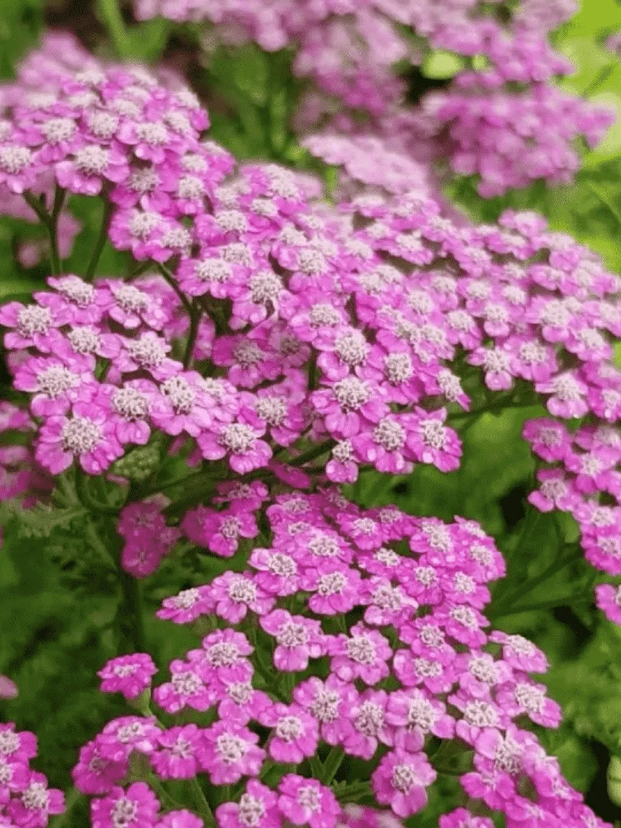 Тысячелистник обыкновенный Pink Grapefruit Тысячелистник обыкновенный Pink Grapefruit