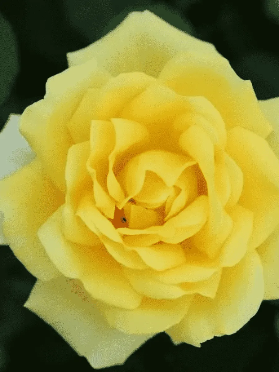 Роза чайно-гибридная Guy's Gold